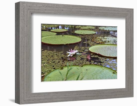 A water lily amongst water lily pads, Colombia, South America-Nando Machado-Framed Photographic Print