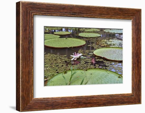 A water lily amongst water lily pads, Colombia, South America-Nando Machado-Framed Photographic Print