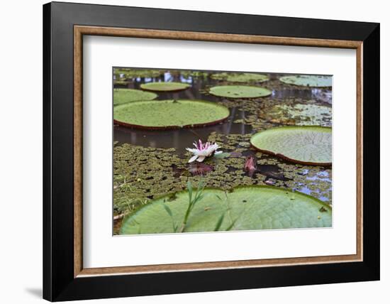 A water lily amongst water lily pads, Colombia, South America-Nando Machado-Framed Photographic Print