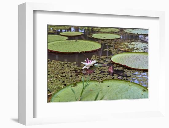 A water lily amongst water lily pads, Colombia, South America-Nando Machado-Framed Photographic Print