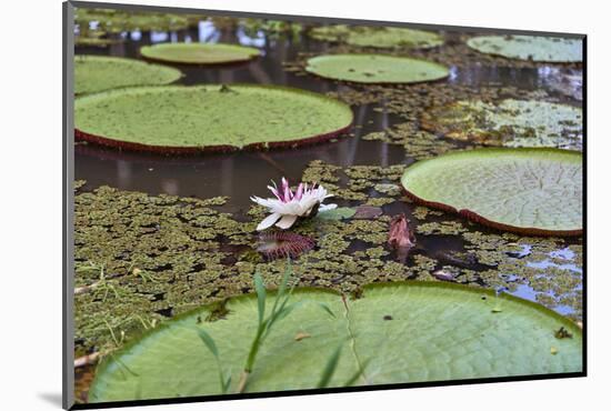 A water lily amongst water lily pads, Colombia, South America-Nando Machado-Mounted Photographic Print