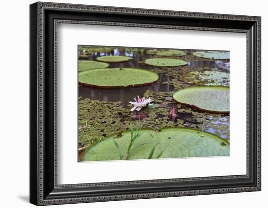 A water lily amongst water lily pads, Colombia, South America-Nando Machado-Framed Photographic Print