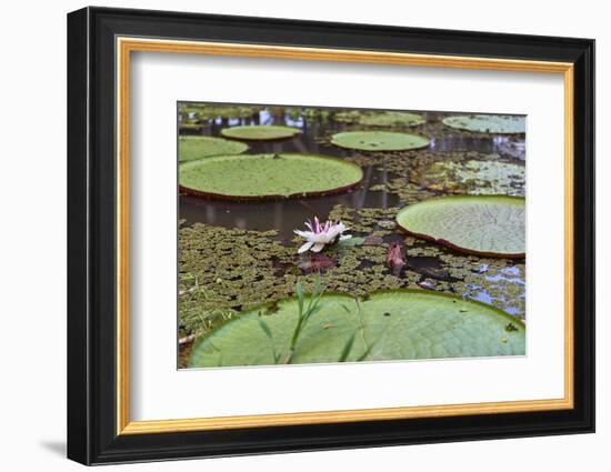 A water lily amongst water lily pads, Colombia, South America-Nando Machado-Framed Photographic Print