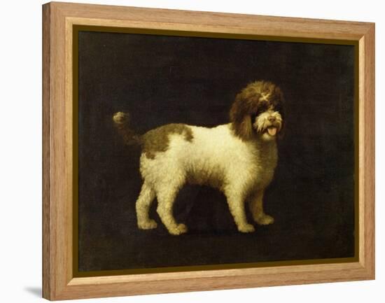 A Water Spaniel, 1769-George Stubbs-Framed Premier Image Canvas