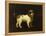 A Water Spaniel, 1769-George Stubbs-Framed Premier Image Canvas