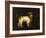 A Water Spaniel, 1769-George Stubbs-Framed Giclee Print