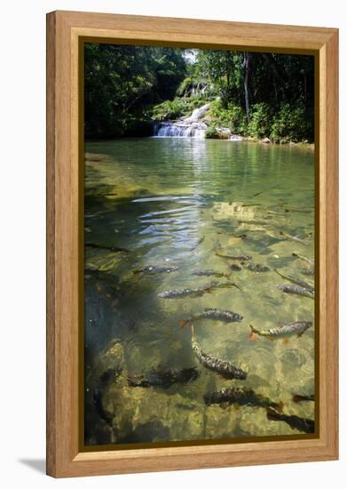 A Waterfall and Fish in the Rio Do Peixe in Bonito, Brazil-Alex Saberi-Framed Premier Image Canvas