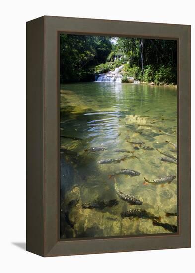 A Waterfall and Fish in the Rio Do Peixe in Bonito, Brazil-Alex Saberi-Framed Premier Image Canvas