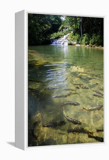 A Waterfall and Fish in the Rio Do Peixe in Bonito, Brazil-Alex Saberi-Framed Premier Image Canvas