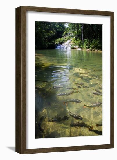 A Waterfall and Fish in the Rio Do Peixe in Bonito, Brazil-Alex Saberi-Framed Photographic Print