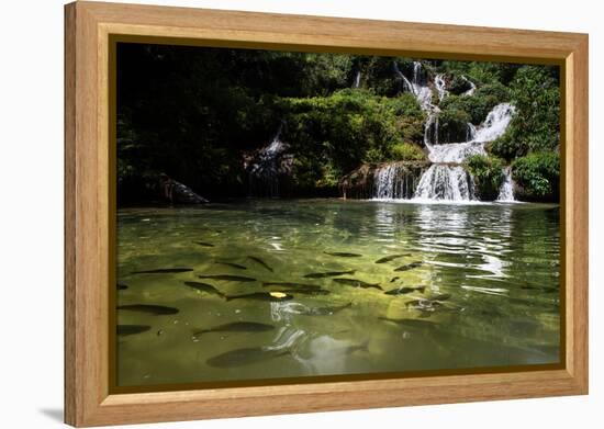 A Waterfall and Fish in the Rio Do Peixe in Bonito, Brazil-Alex Saberi-Framed Premier Image Canvas