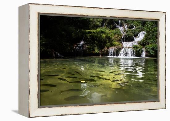 A Waterfall and Fish in the Rio Do Peixe in Bonito, Brazil-Alex Saberi-Framed Premier Image Canvas