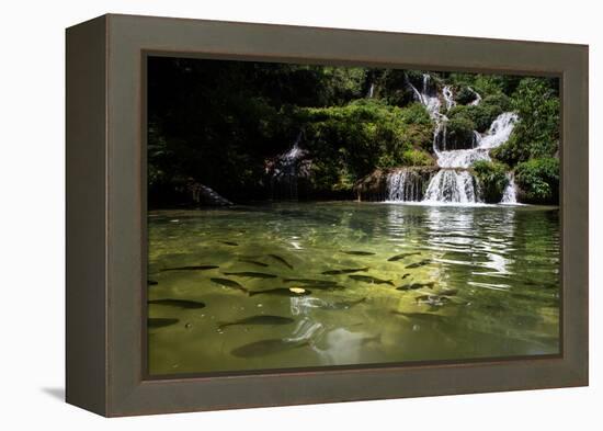 A Waterfall and Fish in the Rio Do Peixe in Bonito, Brazil-Alex Saberi-Framed Premier Image Canvas