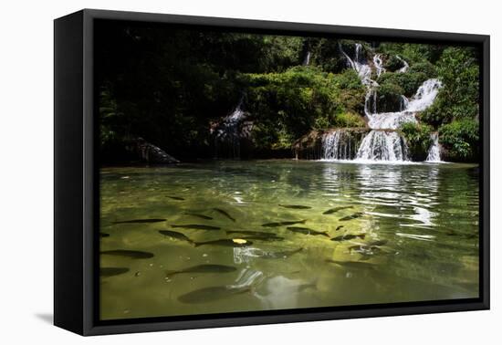 A Waterfall and Fish in the Rio Do Peixe in Bonito, Brazil-Alex Saberi-Framed Premier Image Canvas