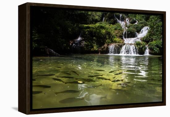 A Waterfall and Fish in the Rio Do Peixe in Bonito, Brazil-Alex Saberi-Framed Premier Image Canvas