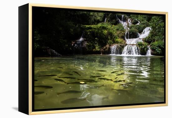 A Waterfall and Fish in the Rio Do Peixe in Bonito, Brazil-Alex Saberi-Framed Premier Image Canvas