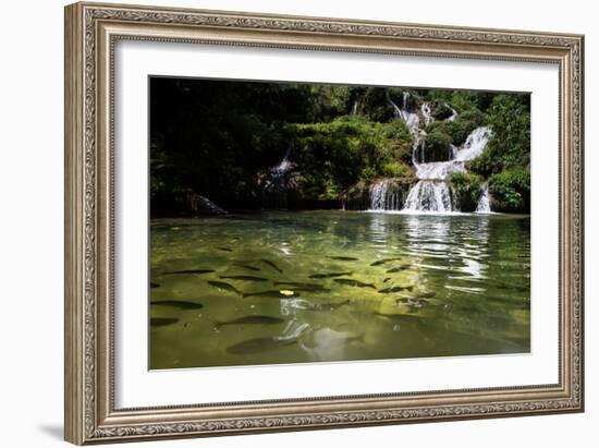 A Waterfall and Fish in the Rio Do Peixe in Bonito, Brazil-Alex Saberi-Framed Photographic Print