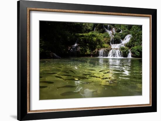 A Waterfall and Fish in the Rio Do Peixe in Bonito, Brazil-Alex Saberi-Framed Photographic Print