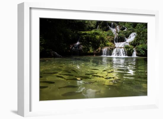 A Waterfall and Fish in the Rio Do Peixe in Bonito, Brazil-Alex Saberi-Framed Photographic Print