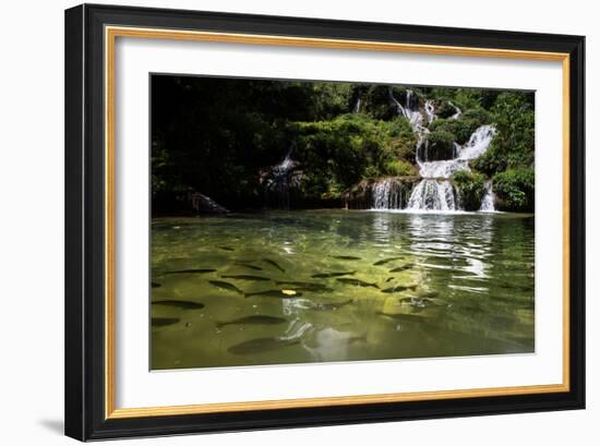 A Waterfall and Fish in the Rio Do Peixe in Bonito, Brazil-Alex Saberi-Framed Photographic Print