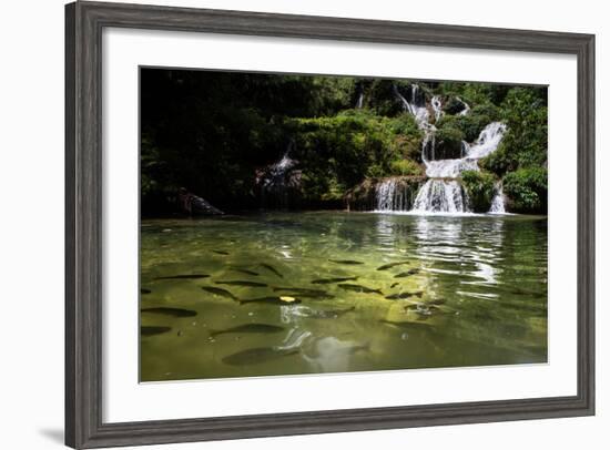 A Waterfall and Fish in the Rio Do Peixe in Bonito, Brazil-Alex Saberi-Framed Photographic Print