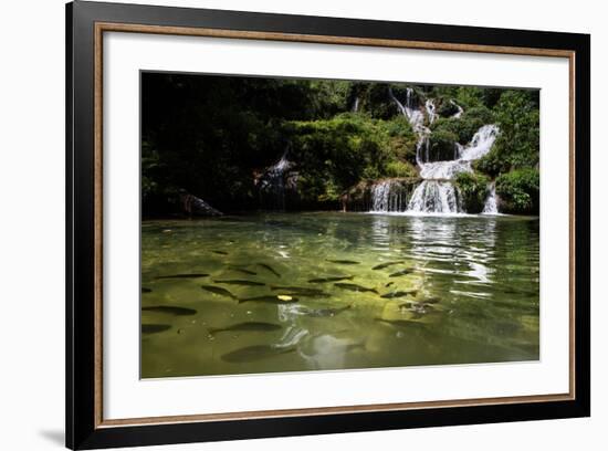 A Waterfall and Fish in the Rio Do Peixe in Bonito, Brazil-Alex Saberi-Framed Photographic Print