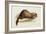 A Weasel, 1832-Edward Lear-Framed Giclee Print