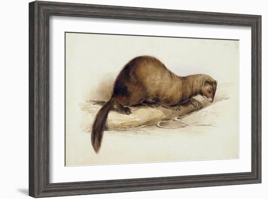 A Weasel, 1832-Edward Lear-Framed Giclee Print