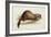 A Weasel, 1832-Edward Lear-Framed Giclee Print