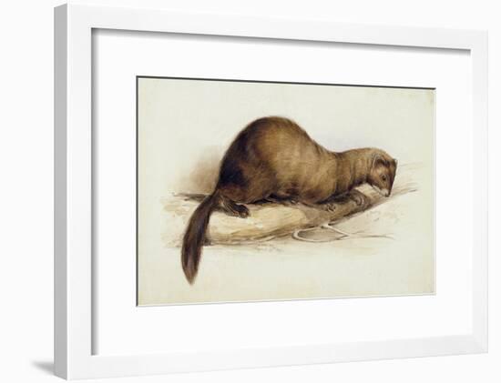 A Weasel, 1832-Edward Lear-Framed Giclee Print