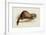 A Weasel, 1832-Edward Lear-Framed Giclee Print