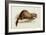 A Weasel, 1832-Edward Lear-Framed Giclee Print