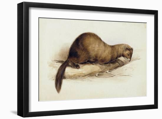 A Weasel, 1832-Edward Lear-Framed Giclee Print