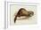 A Weasel, 1832-Edward Lear-Framed Giclee Print