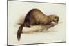 A Weasel, 1832-Edward Lear-Mounted Giclee Print
