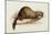 A Weasel, 1832-Edward Lear-Mounted Giclee Print