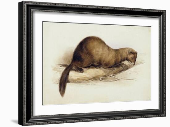 A Weasel, 1832-Edward Lear-Framed Giclee Print