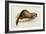 A Weasel, 1832-Edward Lear-Framed Giclee Print