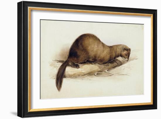 A Weasel, 1832-Edward Lear-Framed Giclee Print