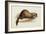 A Weasel, 1832-Edward Lear-Framed Giclee Print