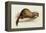 A Weasel, 1832-Edward Lear-Framed Premier Image Canvas