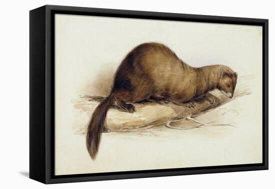 A Weasel, 1832-Edward Lear-Framed Premier Image Canvas