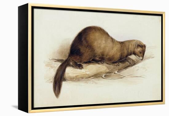 A Weasel, 1832-Edward Lear-Framed Premier Image Canvas