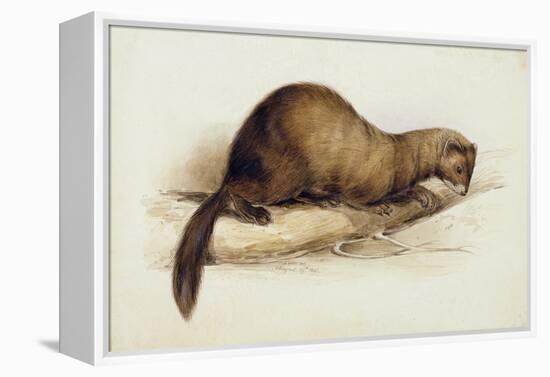 A Weasel, 1832-Edward Lear-Framed Premier Image Canvas