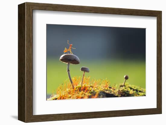 A Weaver Ant Want to Jump from a Mushroom with Green and Black Background-Robby Fakhriannur-Framed Photographic Print