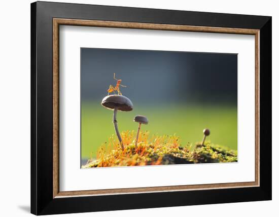 A Weaver Ant Want to Jump from a Mushroom with Green and Black Background-Robby Fakhriannur-Framed Photographic Print