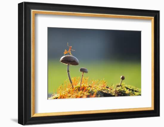 A Weaver Ant Want to Jump from a Mushroom with Green and Black Background-Robby Fakhriannur-Framed Photographic Print