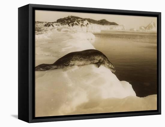 A Weddell Seal About to Dive at West Beach, Cape Evans, Antarctica, 1911-Herbert Ponting-Framed Premier Image Canvas