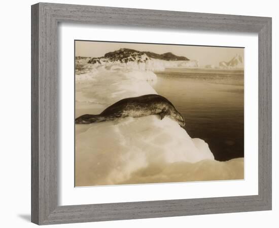 A Weddell Seal About to Dive at West Beach, Cape Evans, Antarctica, 1911-Herbert Ponting-Framed Photographic Print