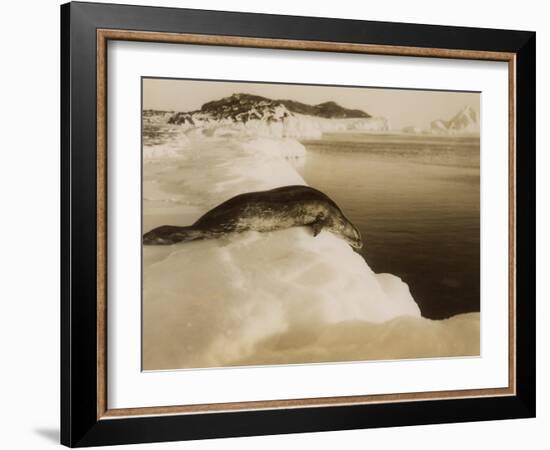 A Weddell Seal About to Dive at West Beach, Cape Evans, Antarctica, 1911-Herbert Ponting-Framed Photographic Print